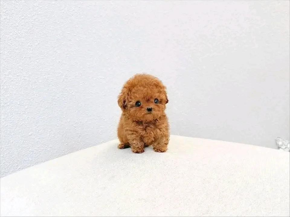 🐾 Adorable Poodle Puppy Available for Adoption! 🐾