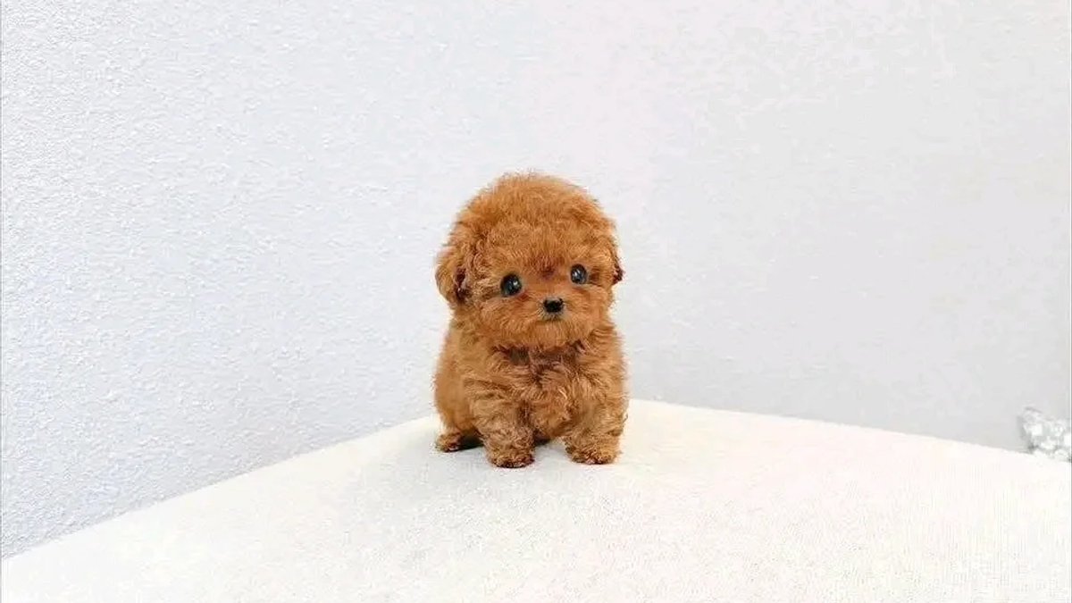 š¾ Adorable Poodle Puppy Available for Adoption! š¾ | Dogs | Berlin | Ad gallery (SEO) | 3