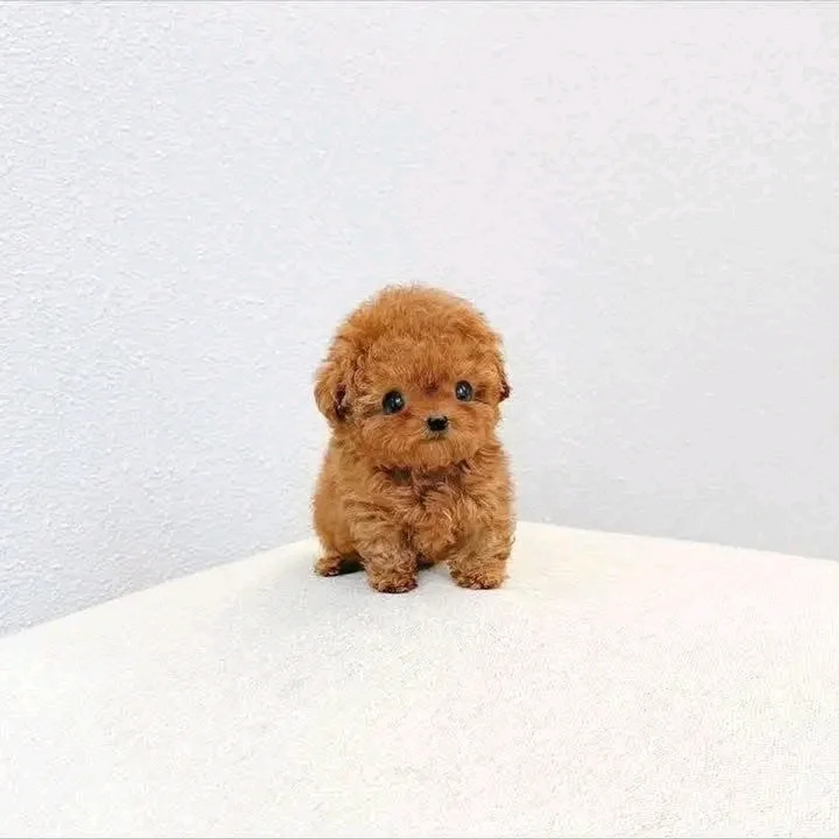 š¾ Adorable Poodle Puppy Available for Adoption! š¾ | Dogs | Berlin | Ad gallery (SEO) | 1