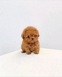 🐾 Adorable Poodle Puppy Available for Adoption! 🐾
