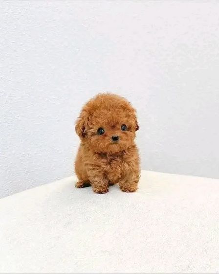 š¾ Adorable Poodle Puppy Available for Adoption! š¾ | Dogs | Berlin | 1