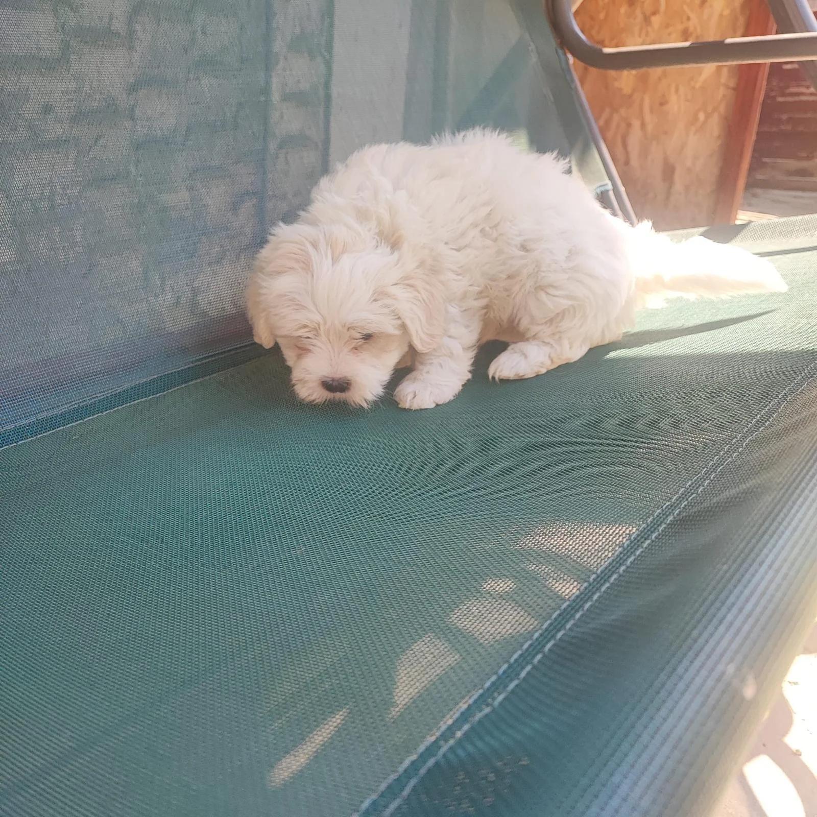 Bichoni Maltezi super jucausi | Dogs | Constanta | 5