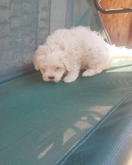 Bichoni Maltezi super jucausi | Dogs | Constanta | 5