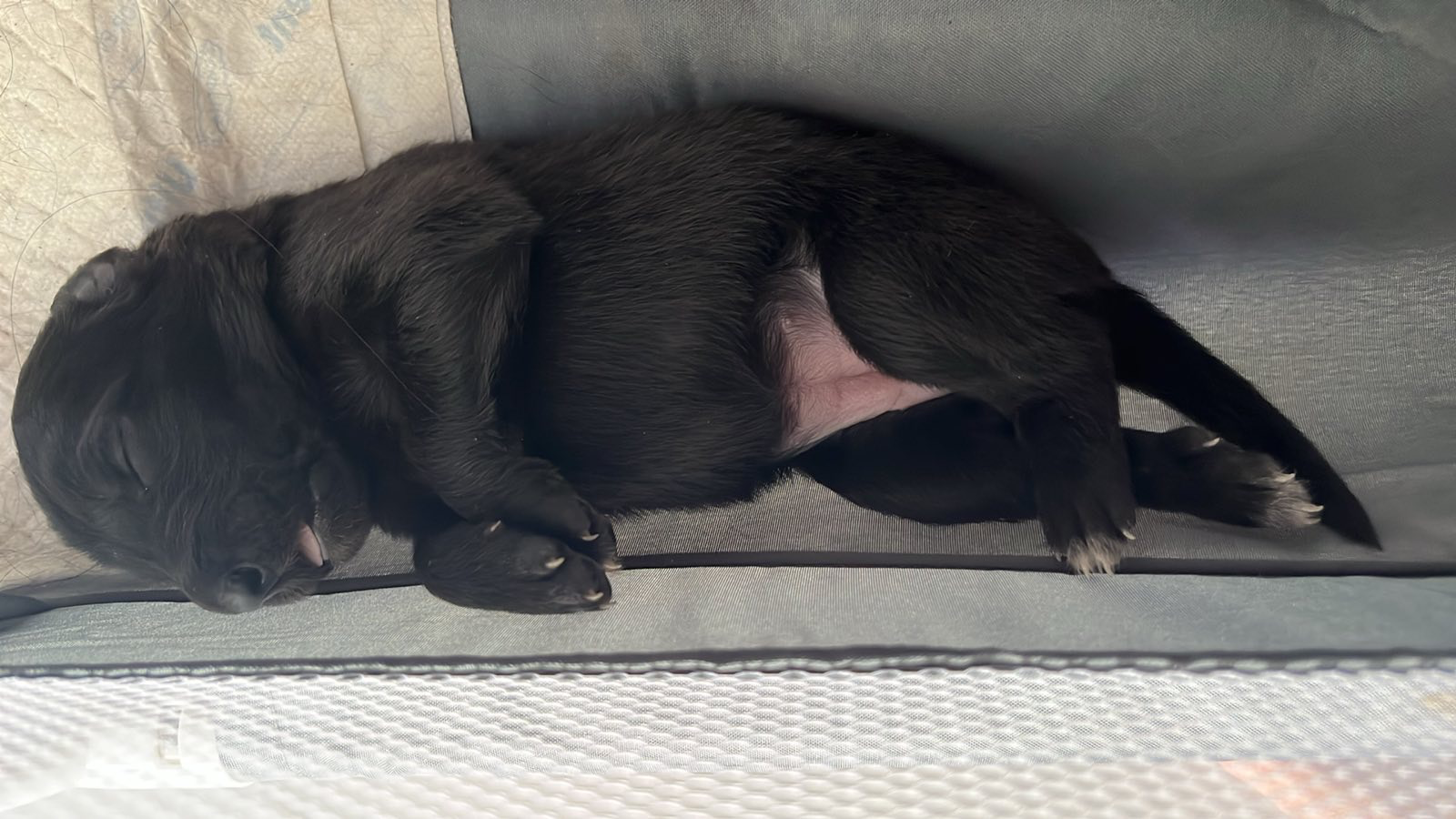 Nine tiny black Belgian Shepherds came into the world. | Dogs | Dobrich | 5