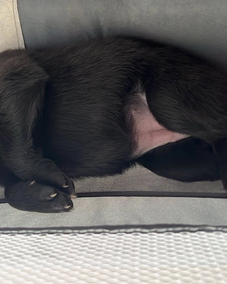 Nine tiny black Belgian Shepherds came into the world. | Dogs | Dobrich | 5