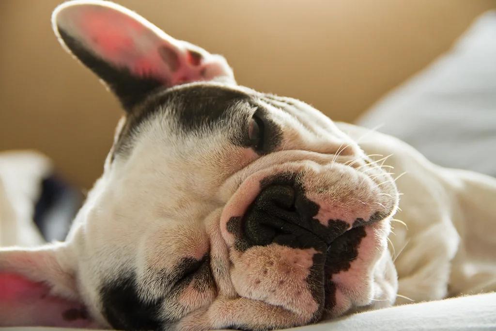 Adoptez un adorable chiot bouledogue français