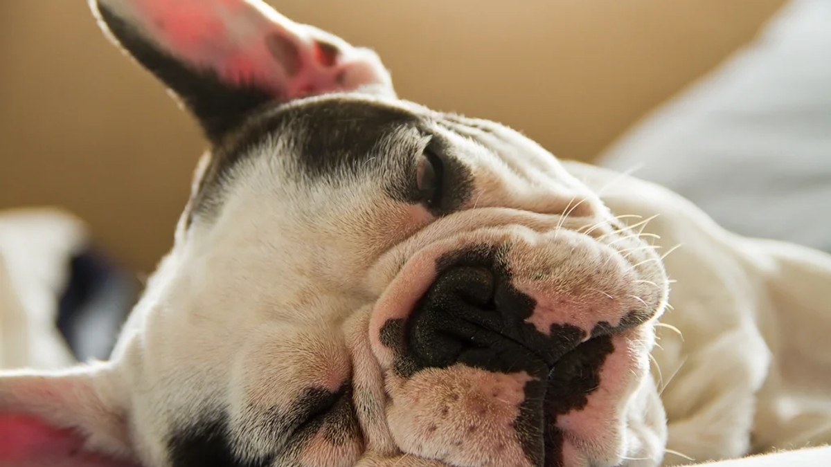 Adoptez un adorable chiot bouledogue français | Dogs | Esch-sur-Alzette | Ad gallery (SEO) | 3