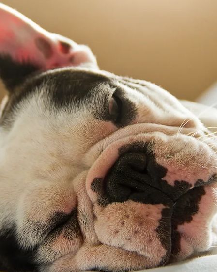 Adoptez un adorable chiot bouledogue français | Dogs | Esch-sur-Alzette | 1