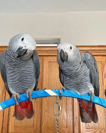 African Grey Parrots Available For Sale