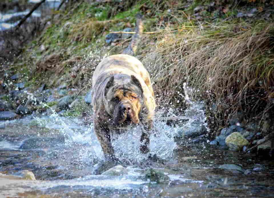 For Sale: Canario Puppies (Canary Dog), top pedigree | Dogs | Smederevo | 4