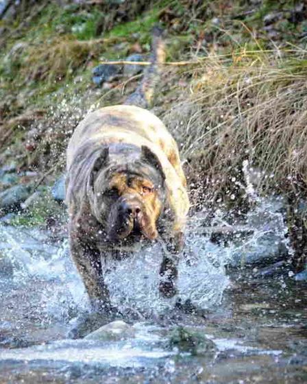 For Sale: Canario Puppies (Canary Dog), top pedigree | Dogs | Smederevo | 4