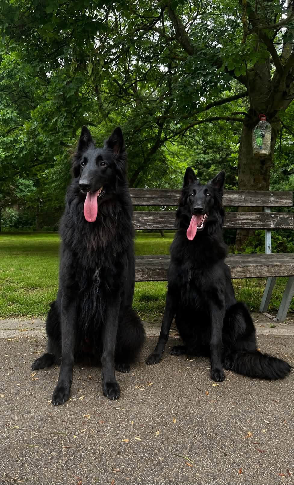 Nine tiny black Belgian Shepherds came into the world.