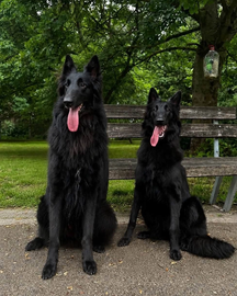 Nine tiny black Belgian Shepherds came into the world.