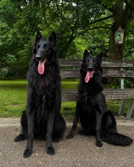 Nine tiny black Belgian Shepherds came into the world. | Dogs | Dobrich | 1