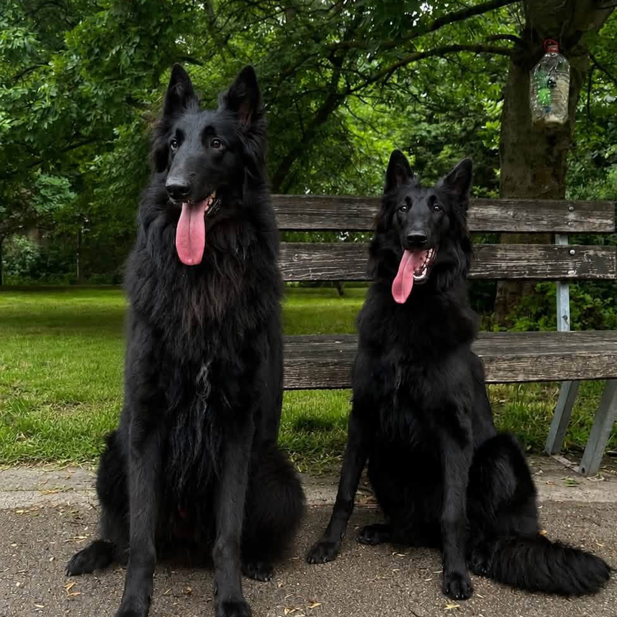 Nine tiny black Belgian Shepherds came into the world. | Dogs | Dobrich | Ad gallery (SEO) | 1