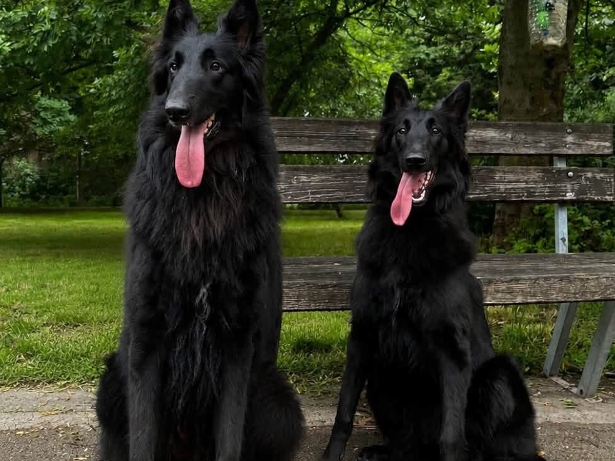 Nine tiny black Belgian Shepherds came into the world. | Dogs | Dobrich | Ad gallery (SEO) | 2