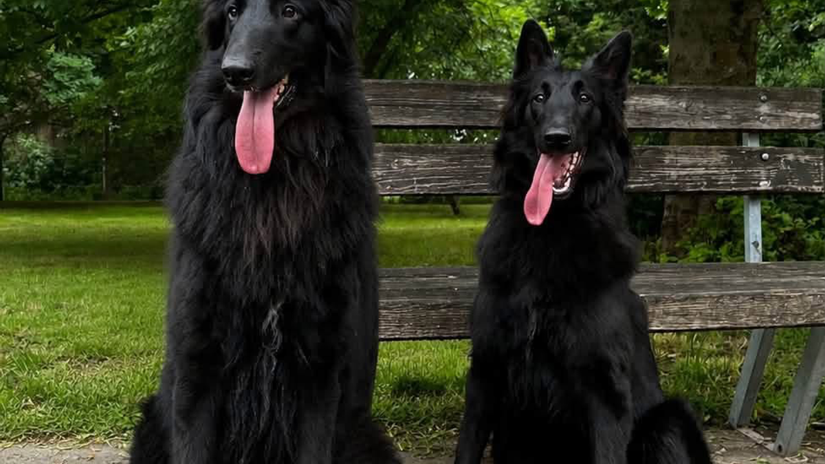 Nine tiny black Belgian Shepherds came into the world. | Dogs | Dobrich | Ad gallery (SEO) | 3