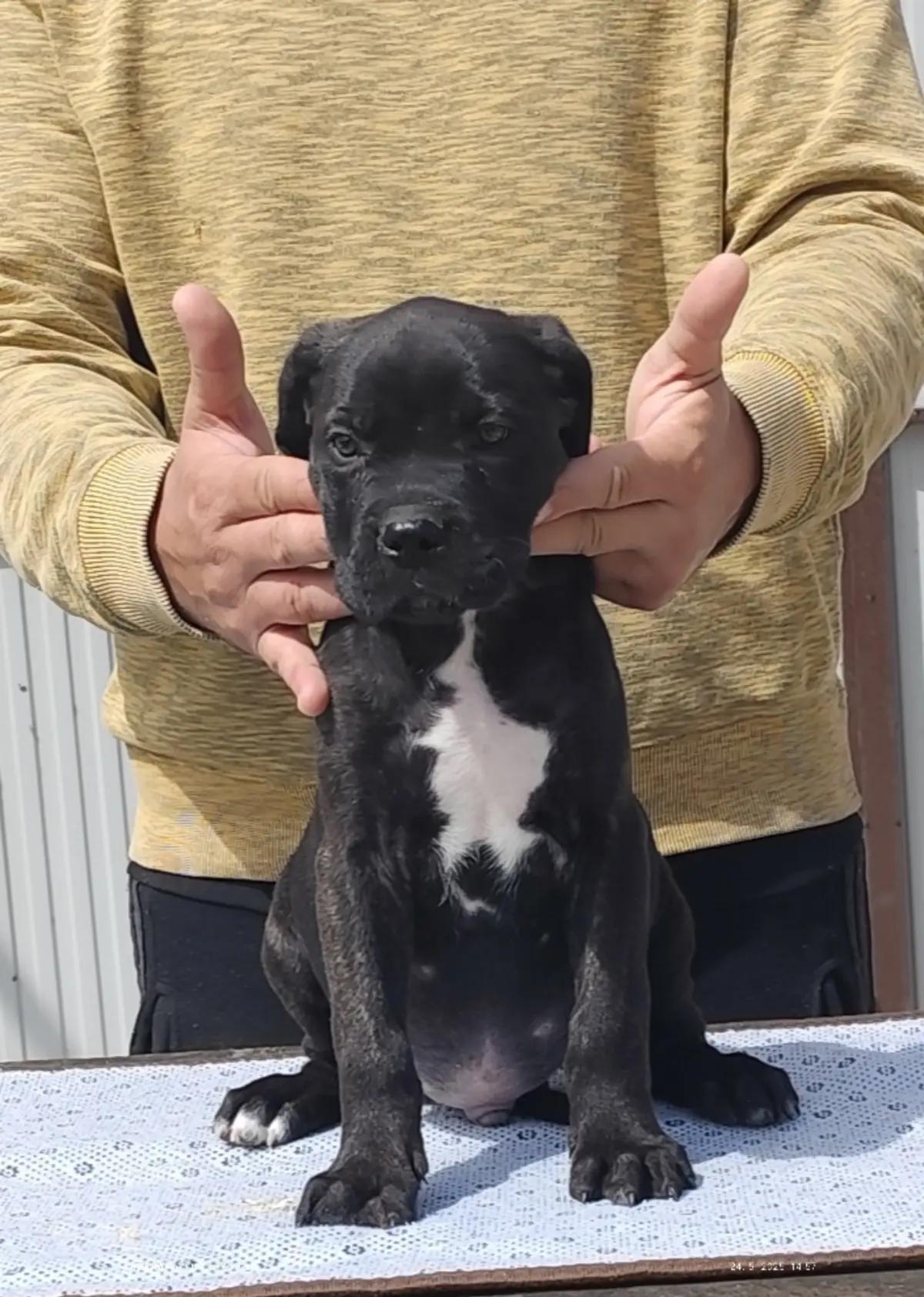 Cane Corso Kane Korso | Dogs | Belgrade | 2