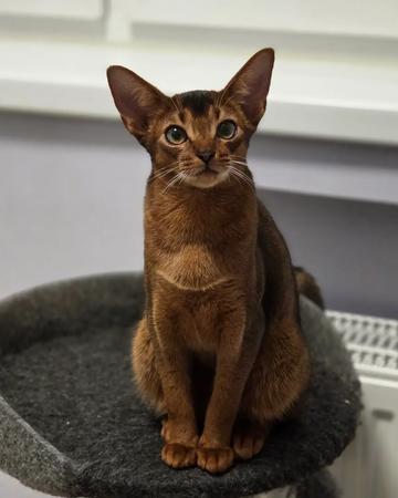 Abyssinian kitten | Cats | Riga | 2