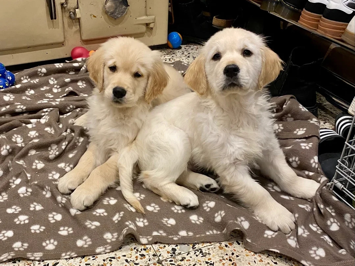 KC Adorable Golden Retriever Puppies | Dogs | London | Ad gallery (SEO) | 2
