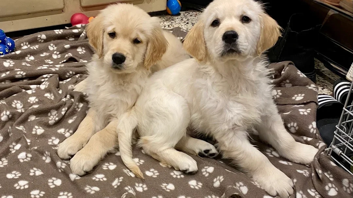 KC Adorable Golden Retriever Puppies | Dogs | London | Ad gallery (SEO) | 3