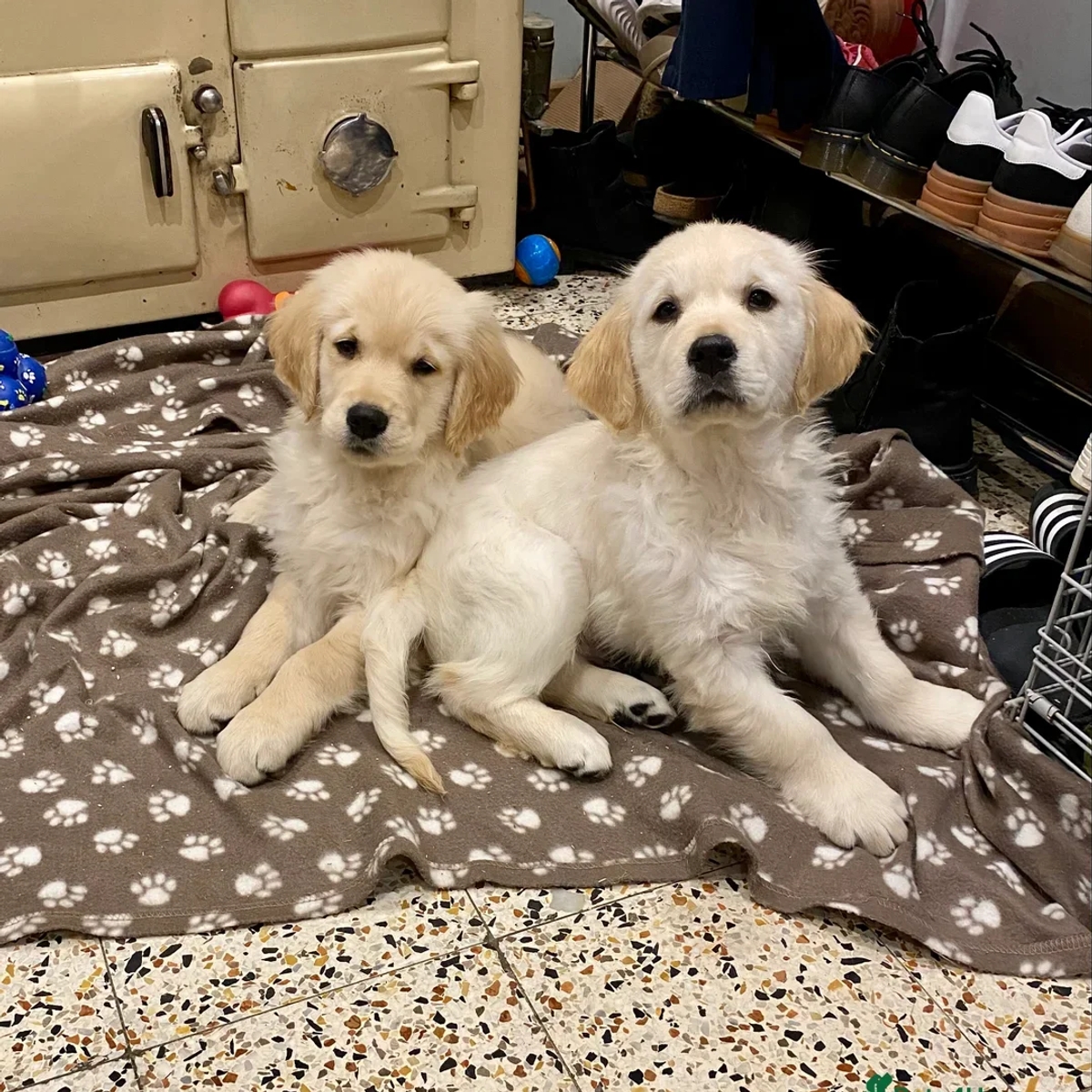 KC Adorable Golden Retriever Puppies | Dogs | London | Ad gallery (SEO) | 1