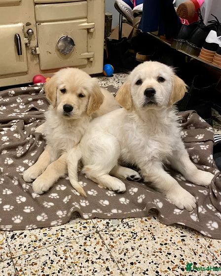 KC Adorable Golden Retriever Puppies | Dogs | London | 1