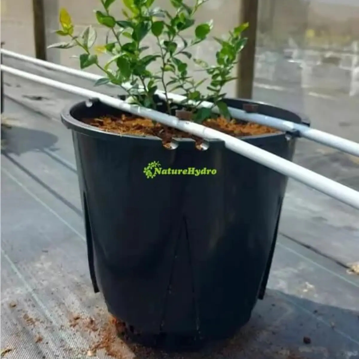 Naturehydro Plastic Berry Grow Pots Wholesale | Garden plants | Rotterdam | Ad gallery (SEO) | 1