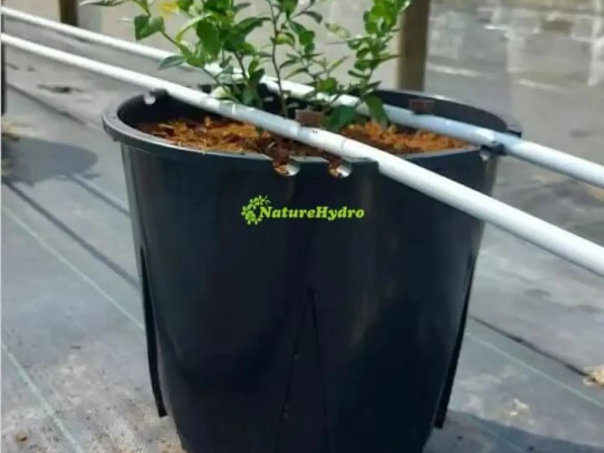 Naturehydro Plastic Berry Grow Pots Wholesale | Garden plants | Rotterdam | Ad gallery (SEO) | 2