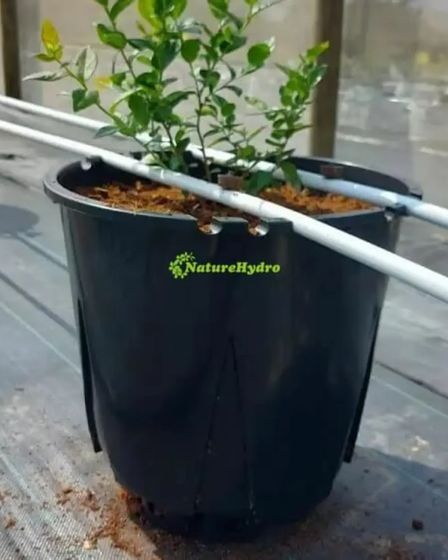 Naturehydro Plastic Berry Grow Pots Wholesale | Garden plants | Rotterdam | 1