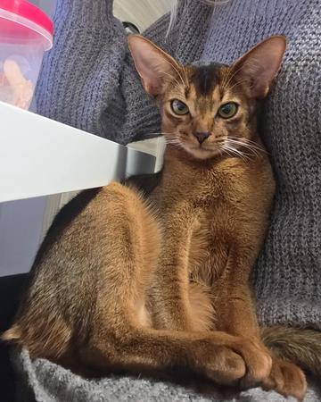 Abyssinian kitten | Cats | Riga | 5