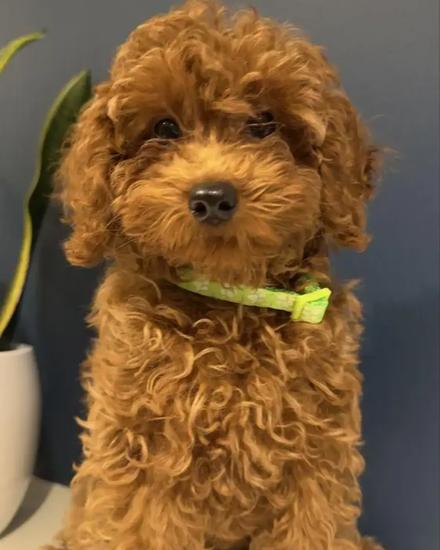 Red toy poodle boy with FCI pedigree.