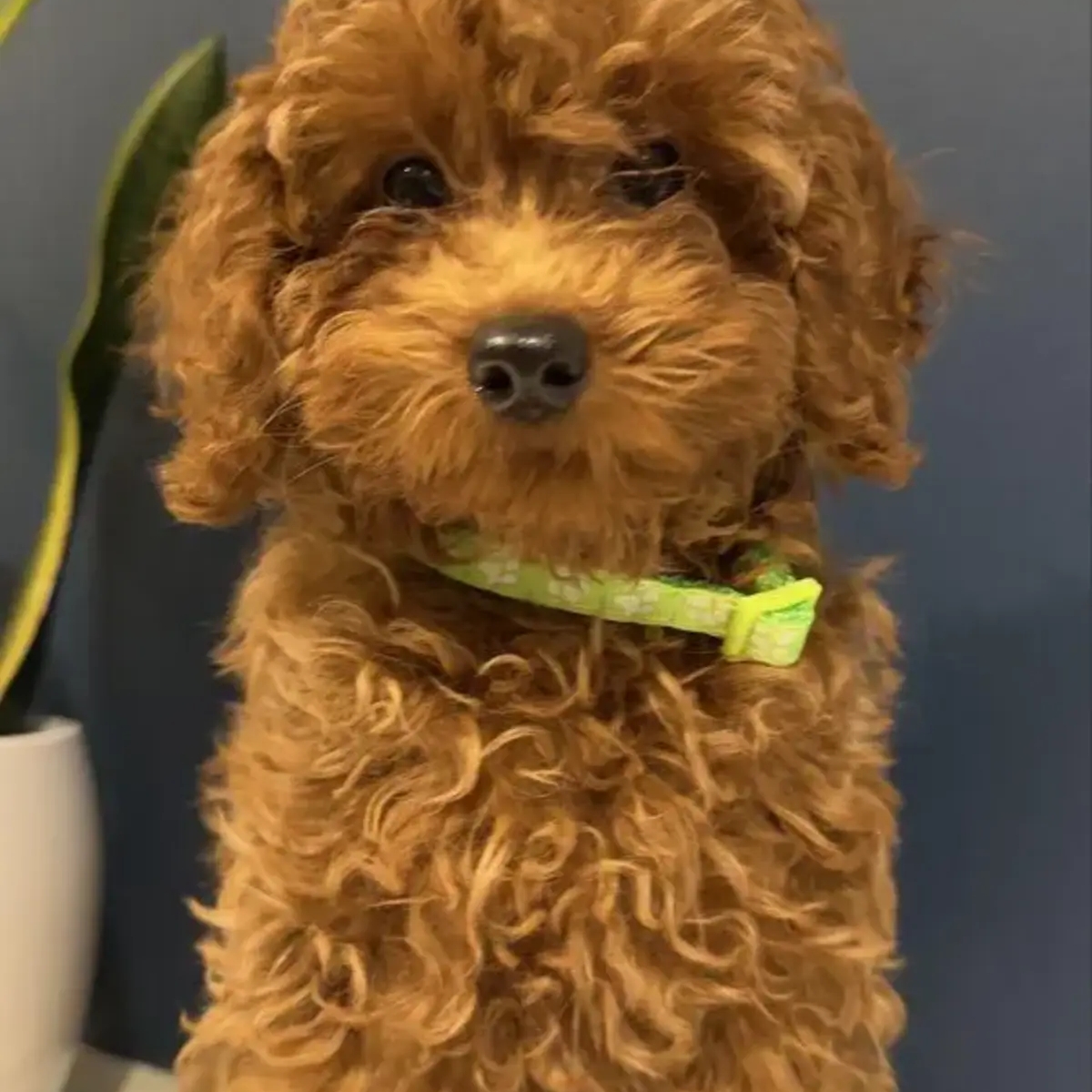 Red toy poodle boy with FCI pedigree. | Dogs | Brussels | Ad gallery (SEO) | 1