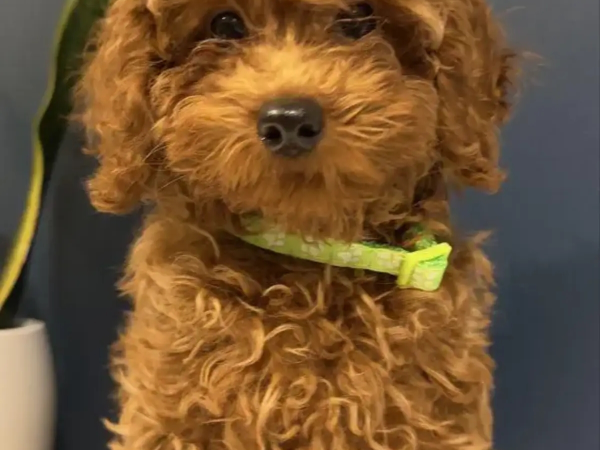 Red toy poodle boy with FCI pedigree. | Dogs | Brussels | Ad gallery (SEO) | 2