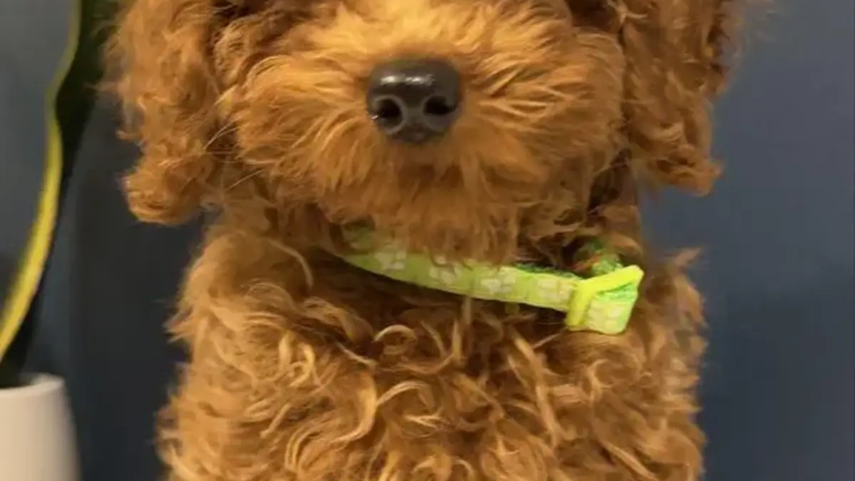Red toy poodle boy with FCI pedigree. | Dogs | Brussels | Ad gallery (SEO) | 3