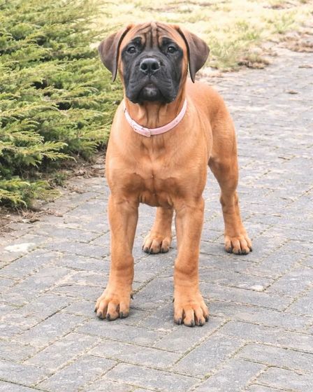 Bullmastiff puppy | Dogs | Tallinn | 1