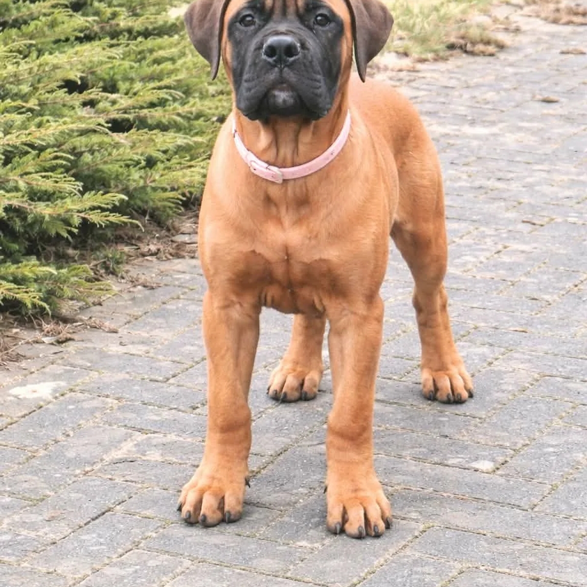Bullmastiff puppy | Dogs | Tallinn | Ad gallery (SEO) | 1