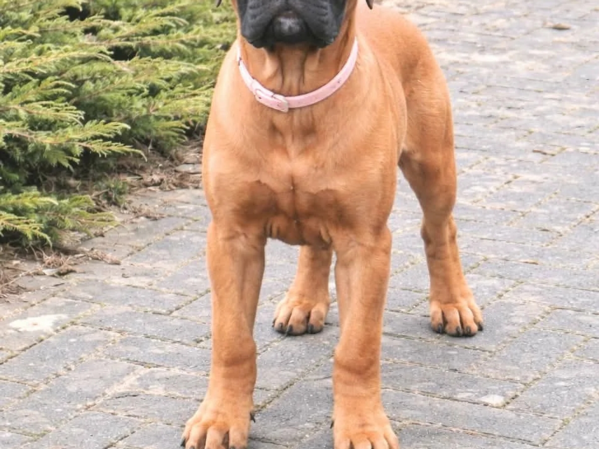 Bullmastiff puppy | Dogs | Tallinn | Ad gallery (SEO) | 2