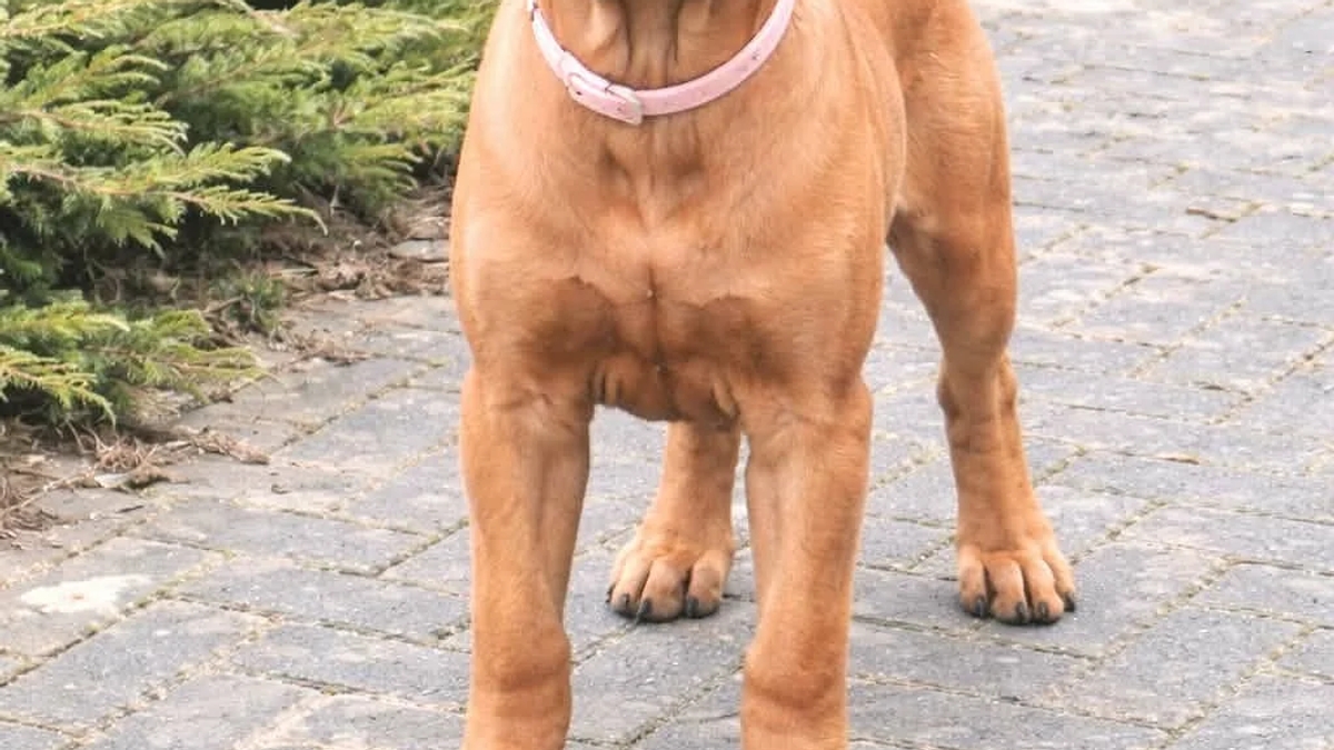 Bullmastiff puppy | Dogs | Tallinn | Ad gallery (SEO) | 3
