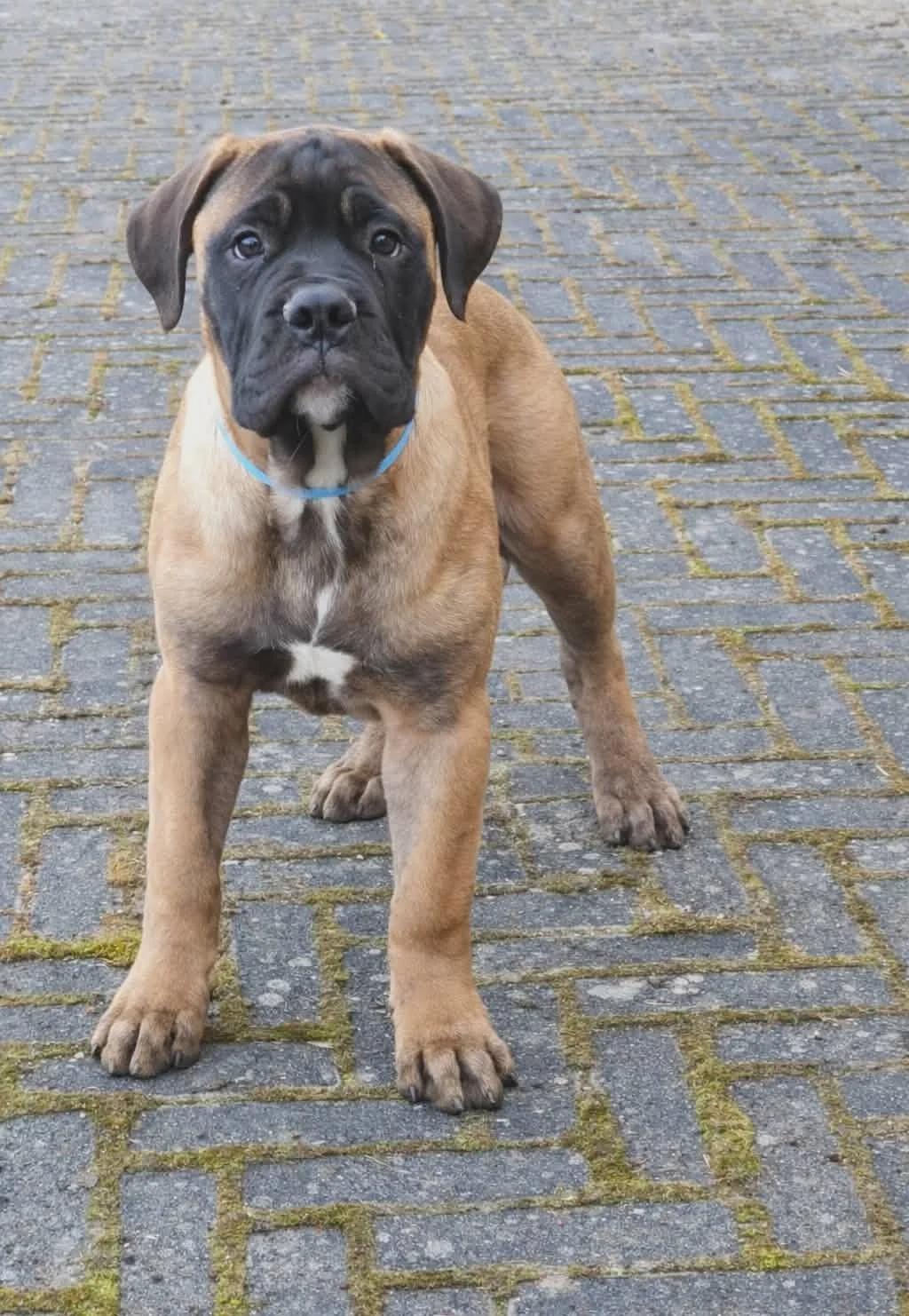 Bullmastiff puppy | Dogs | Tallinn | 2