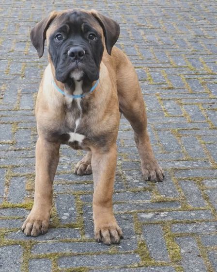 Bullmastiff puppy | Dogs | Tallinn | 2