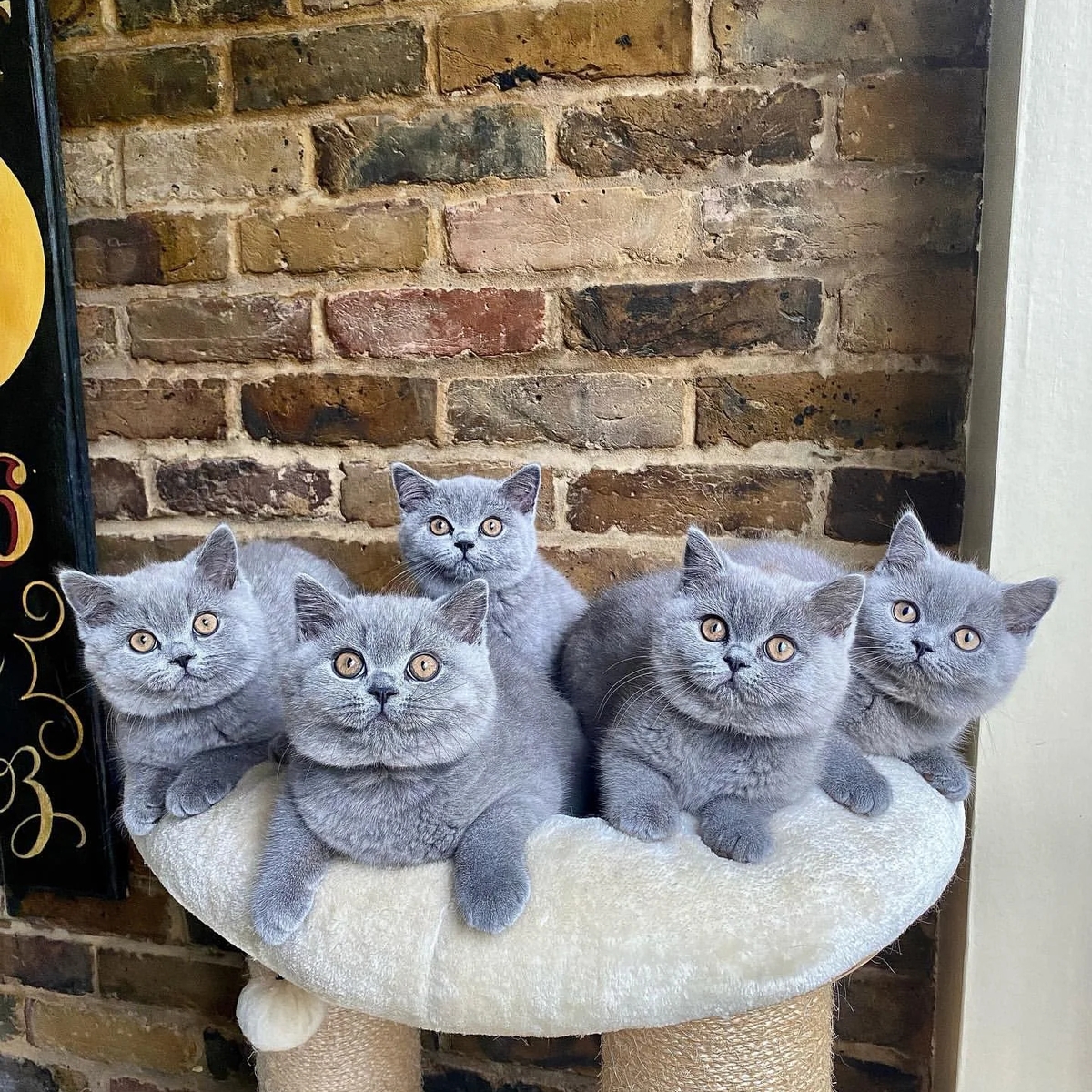 Britisch Kurzhaar Kitten | Cats | Berlin | Ad gallery (SEO) | 1