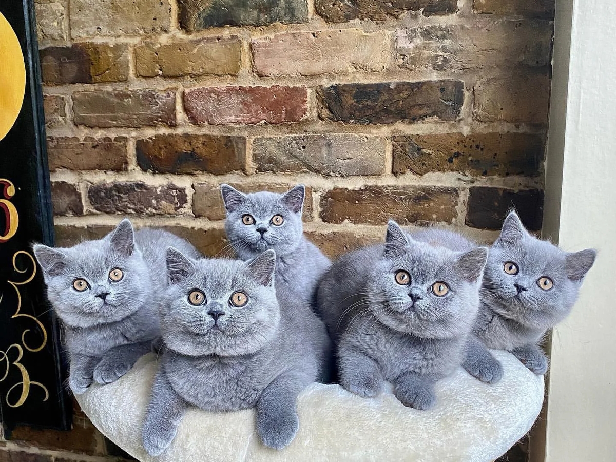 Britisch Kurzhaar Kitten | Cats | Berlin | Ad gallery (SEO) | 2