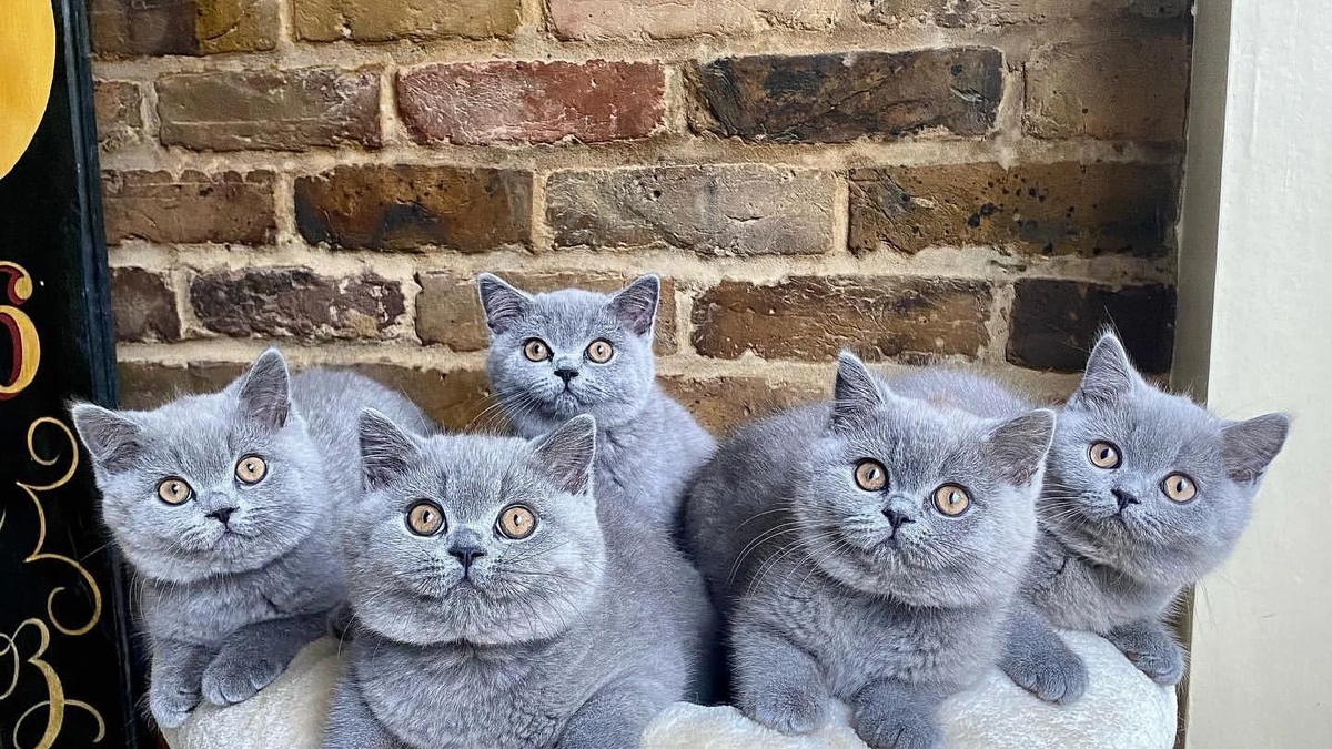 Britisch Kurzhaar Kitten | Cats | Berlin | Ad gallery (SEO) | 3
