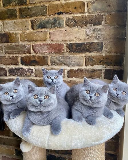 Britisch Kurzhaar Kitten | Cats | Berlin | 1