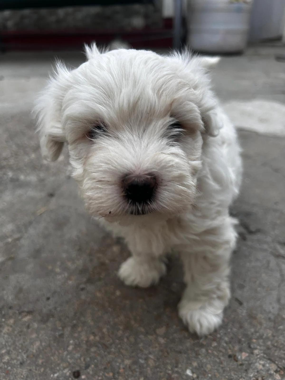 Bichoni Maltezi super jucausi | Dogs | Constanta | 6