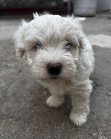 Bichoni Maltezi super jucausi | Dogs | Constanta | 6
