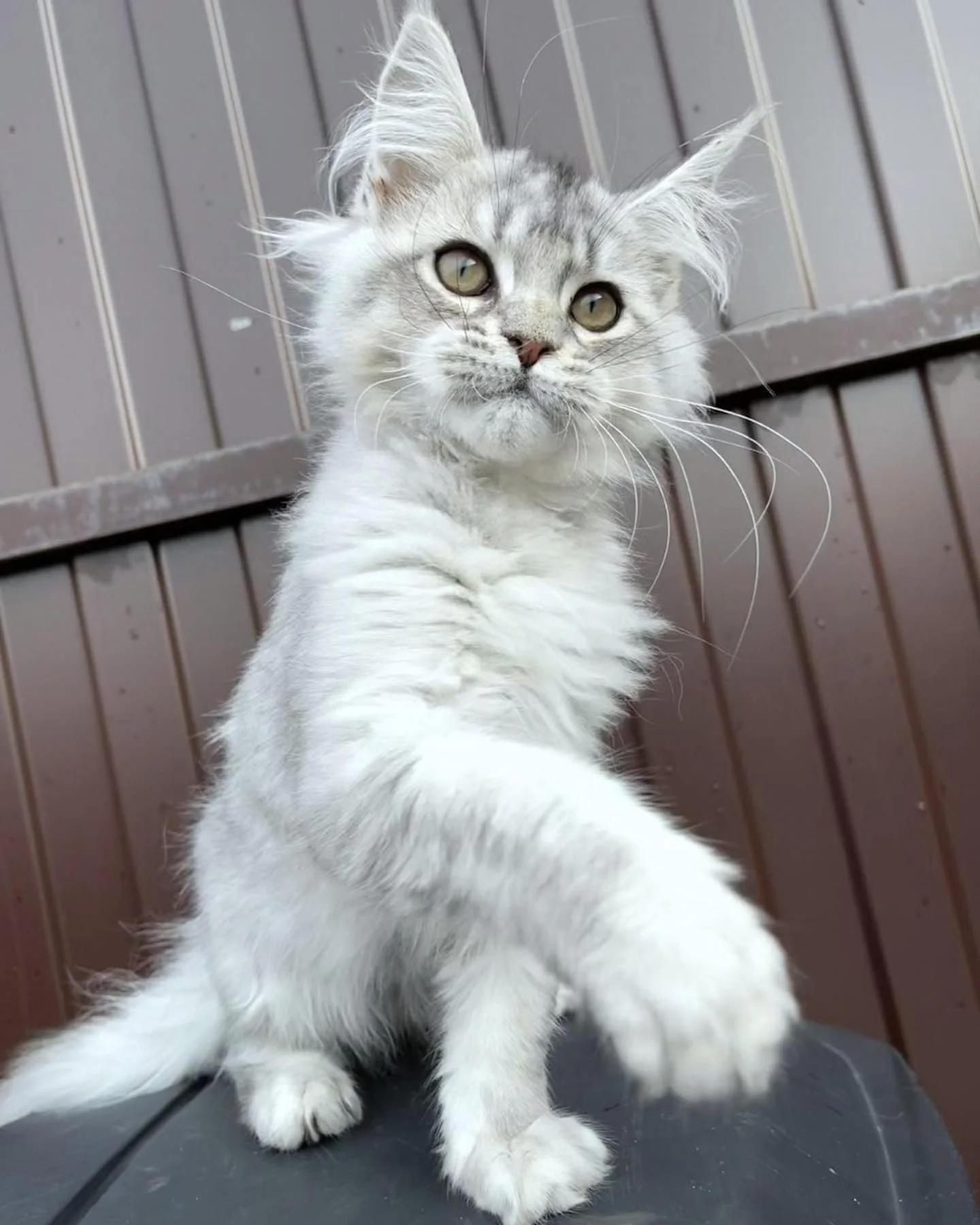 Beautiful maine coon kittens are available | Cats | Paris | 2