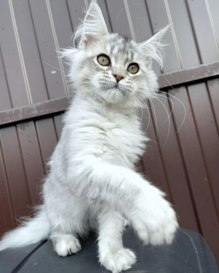 Beautiful maine coon kittens are available | Cats | Paris | 2