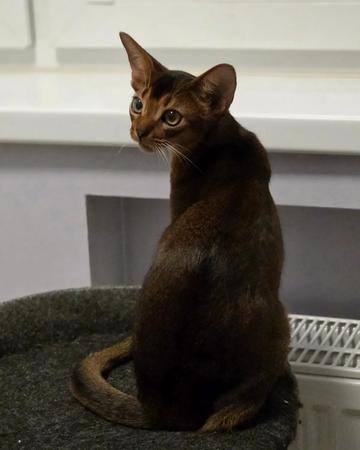 Abyssinian kitten | Cats | Riga | 4